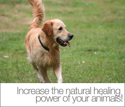 bemer dog healthy